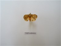 藏品(碎斑黃東燈蛾)的圖片